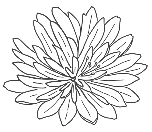 bitterroot bitterroot lewisia rediviva illustration