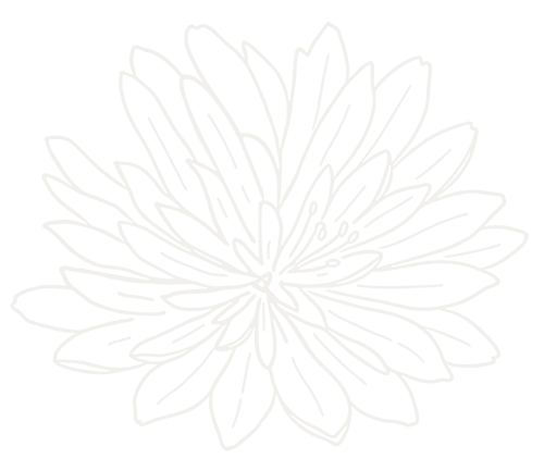 bitterroot_cream bitterroot lewisia rediviva cream colored illustration